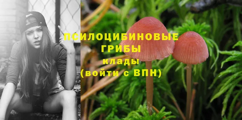 Псилоцибиновые грибы Psilocybe  Губкин 